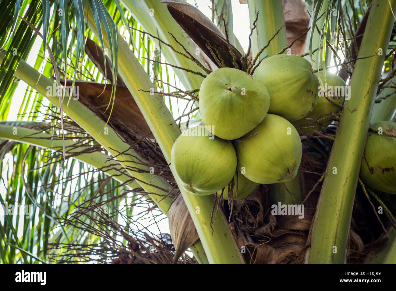 Coconut tree fruit hires stock photography and images Alamy