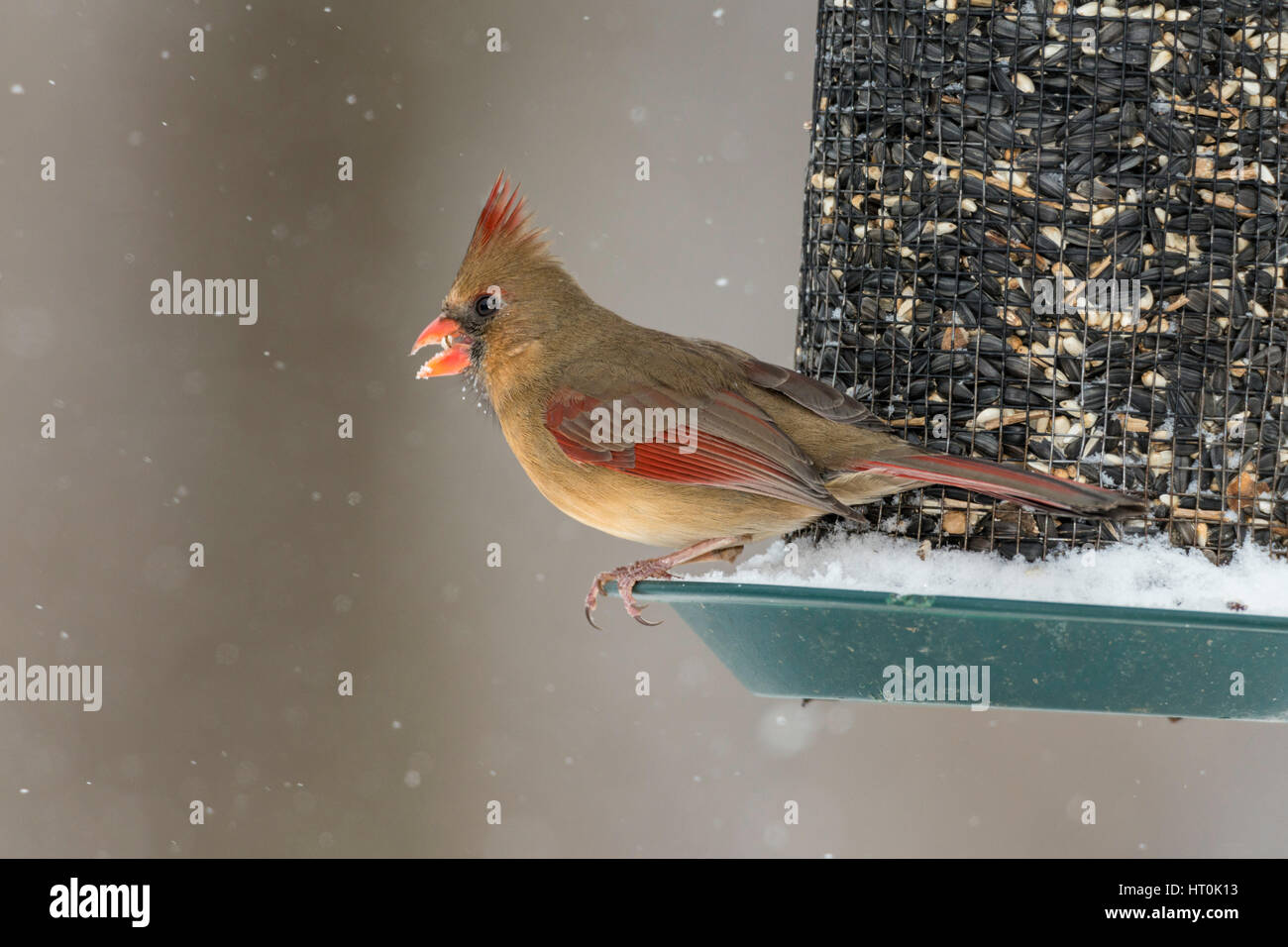 Female Northern Cardinal on seed feeder Stock Photo - Alamy