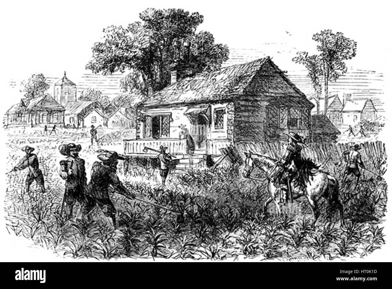 JAMESTOWN CULTIVATION OF TOBACCO AT JAMESTOWN Stock Photo Alamy