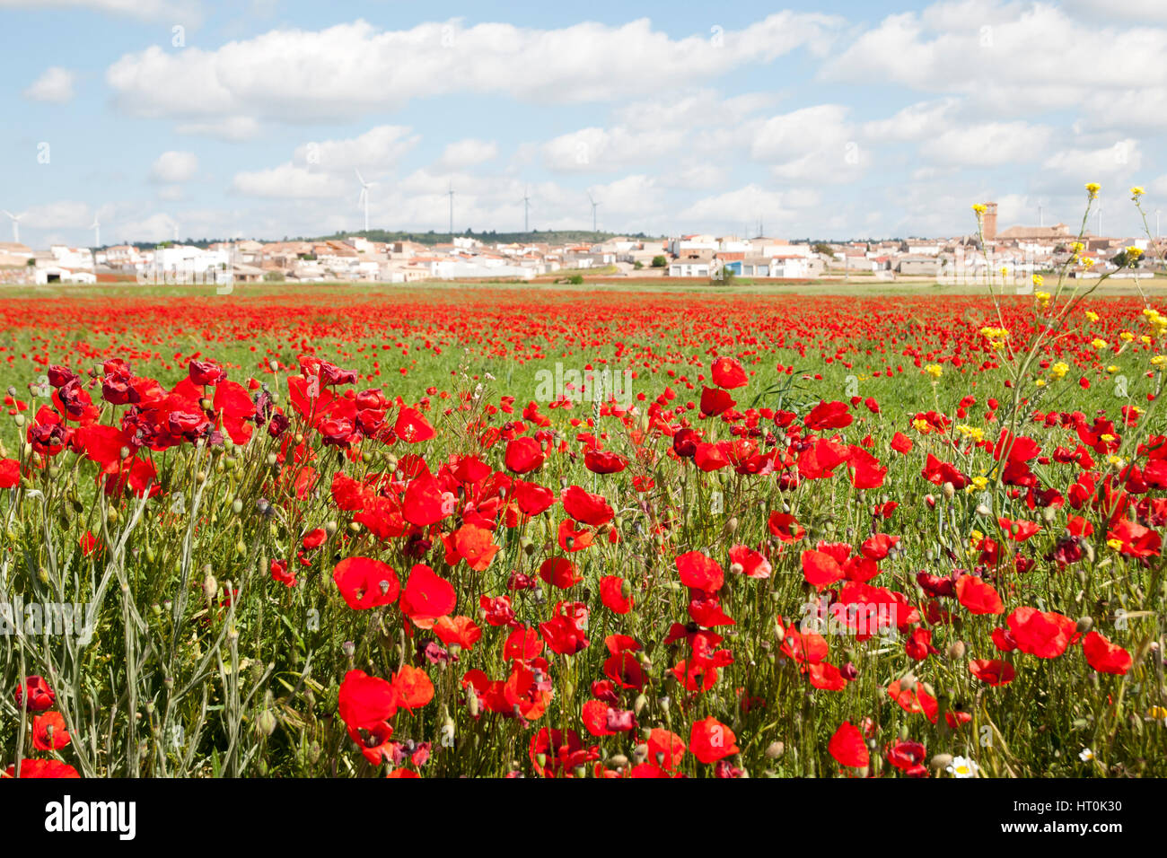 Poppy Field Spain Stock Photo Alamy