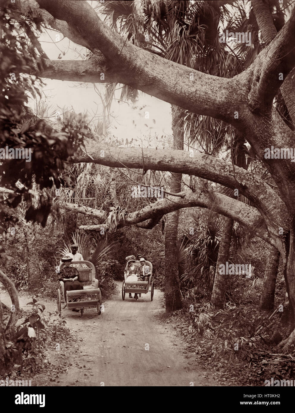 Palm Beach chariots, wicker-chaired rickshaws later referred to as afromobiles, on wooded trails in Palm Beach, Florida, c1909. Stock Photo