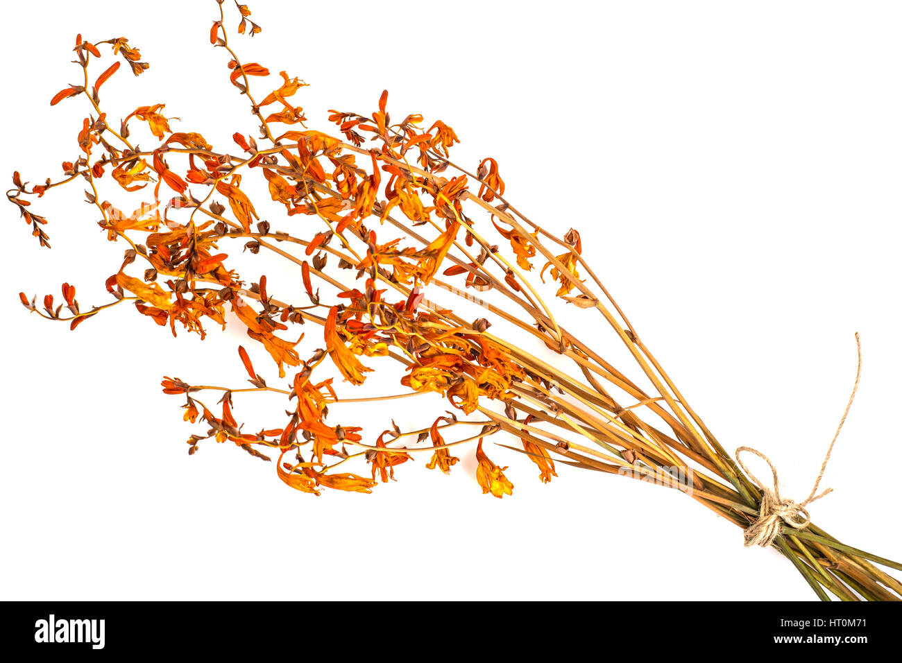 Dried flowers Crocosmia Stock Photo Alamy
