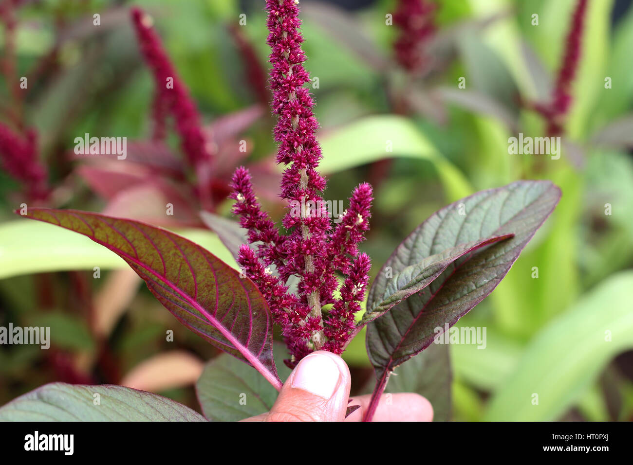Amaranthus tricolor or known as Red Amaranth Stock Photo