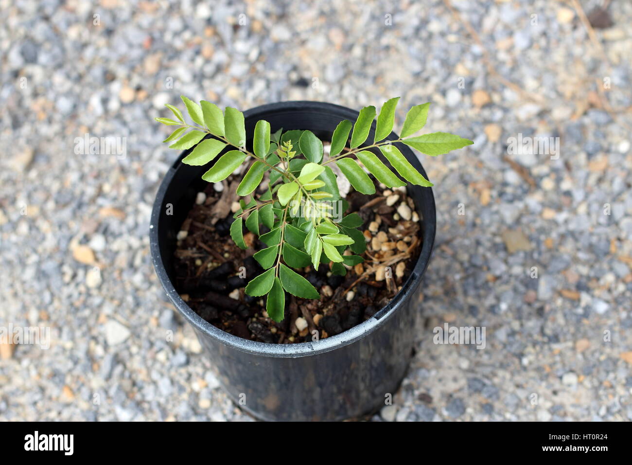Curry leaf plant murraya koenigii hires stock photography and images