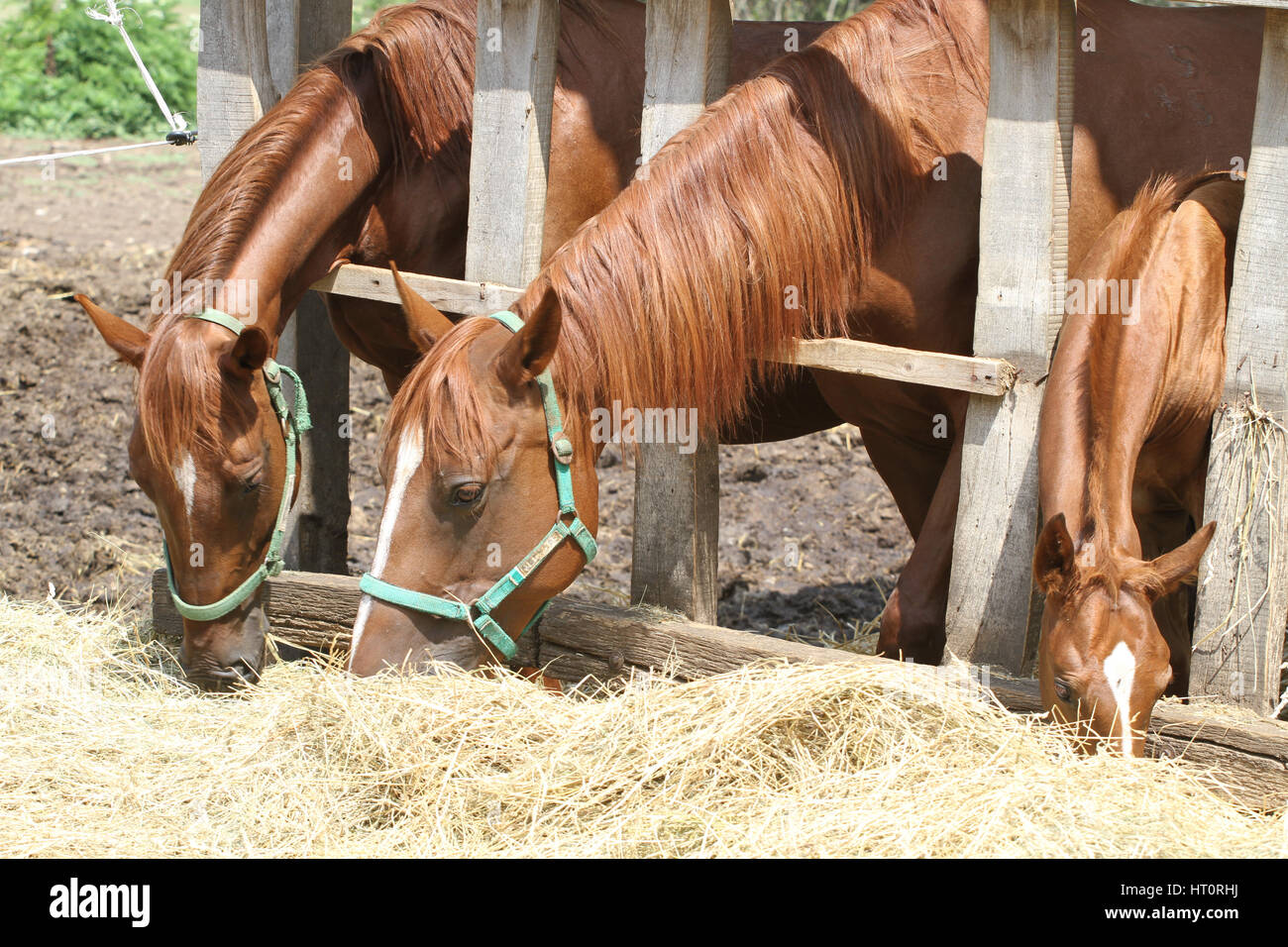 Thorougbred young horses chewing hay on the ranch Stock Photo Alamy