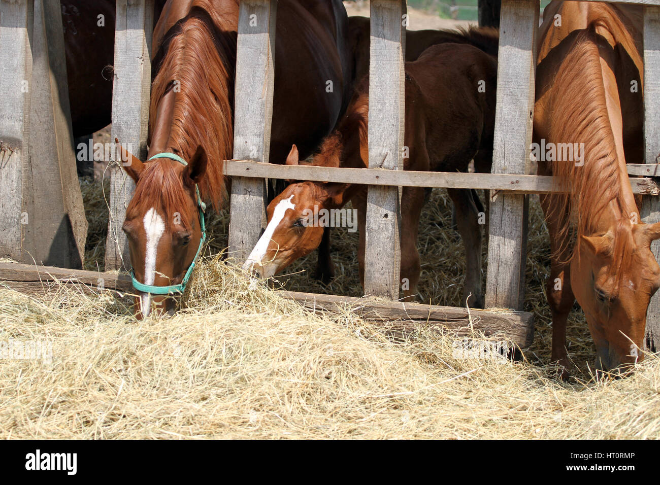Young horses eating hay on the farm Stock Photo Alamy