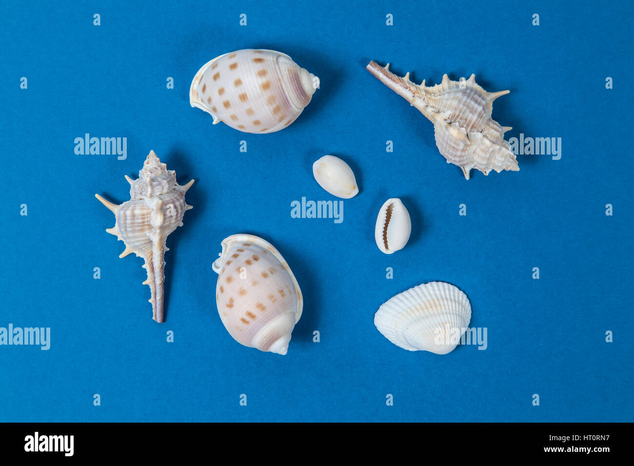 Shellfish on a blue background Stock Photo - Alamy