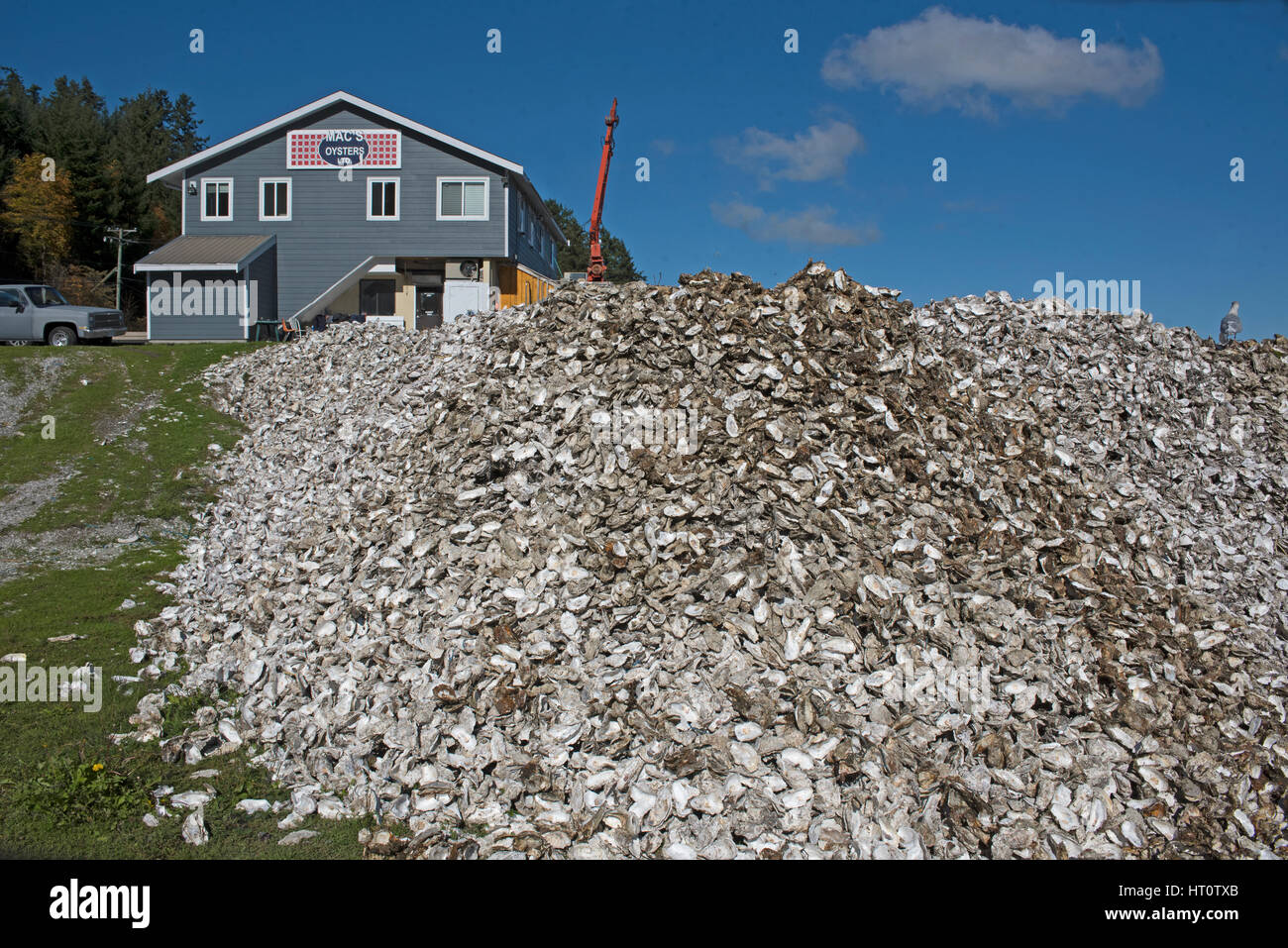 Canadian oysters from the Fanny Bay area of Vancouver Island in British