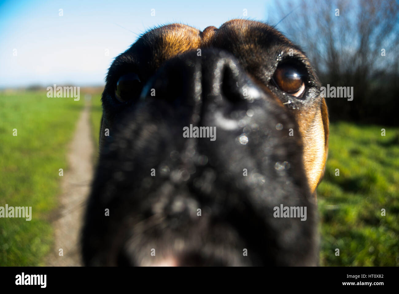 Dog Sniffing Camera Stock Photo Alamy