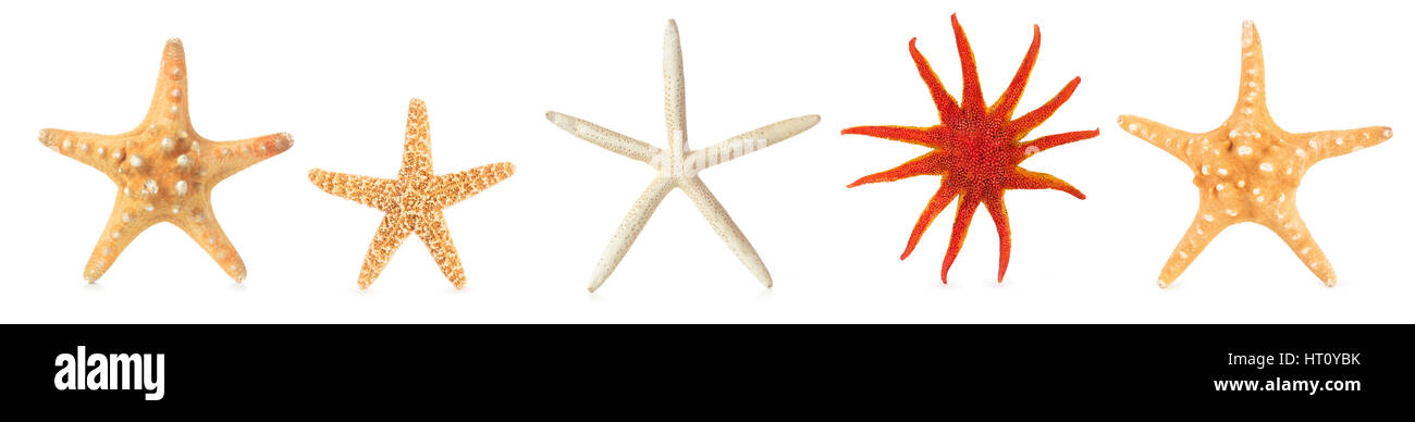 Collection of different starfishes in a row. Isolated on white ...