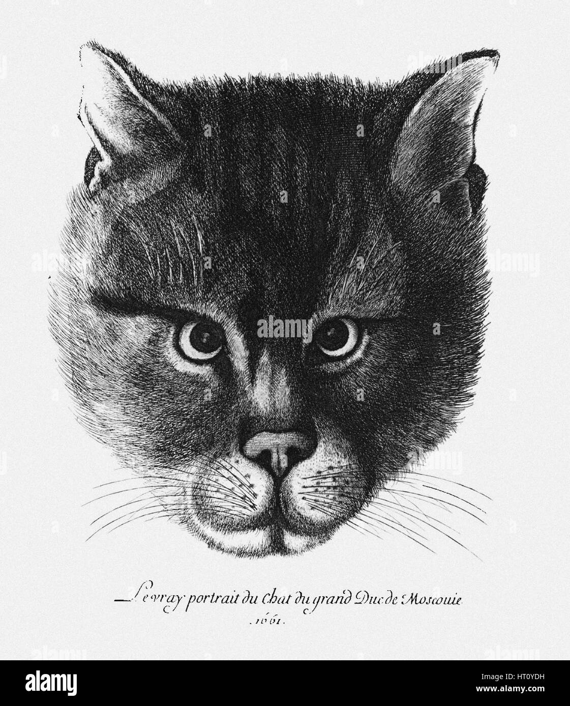 True picture of the Cat of the Tsar Alexis I Mikhailovich of Russia. Artist: Hollar, Wenceslaus (1607-1677) Stock Photo