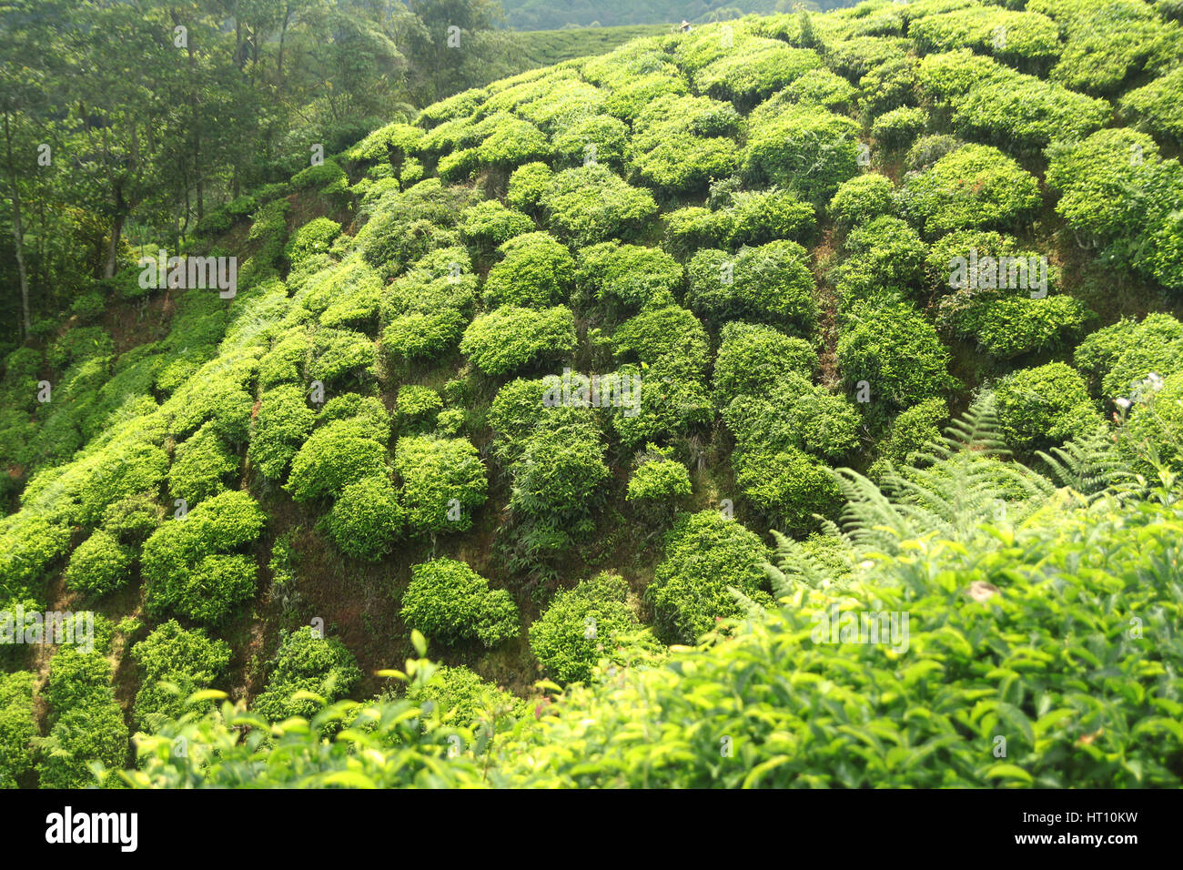 green tea plantations Stock Photo Alamy