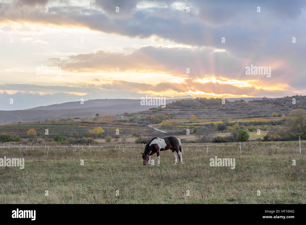 horse in the sunset meadow Stock Photo