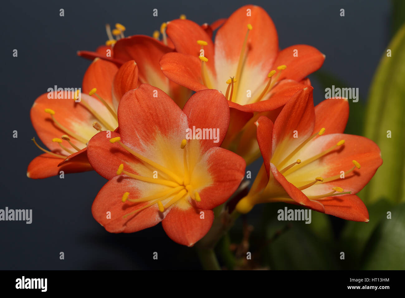 A flowering head of Clivia miniata (also known as Natal lily, bush lily, Kaffir lily), Cornwall, England, UK. Stock Photo