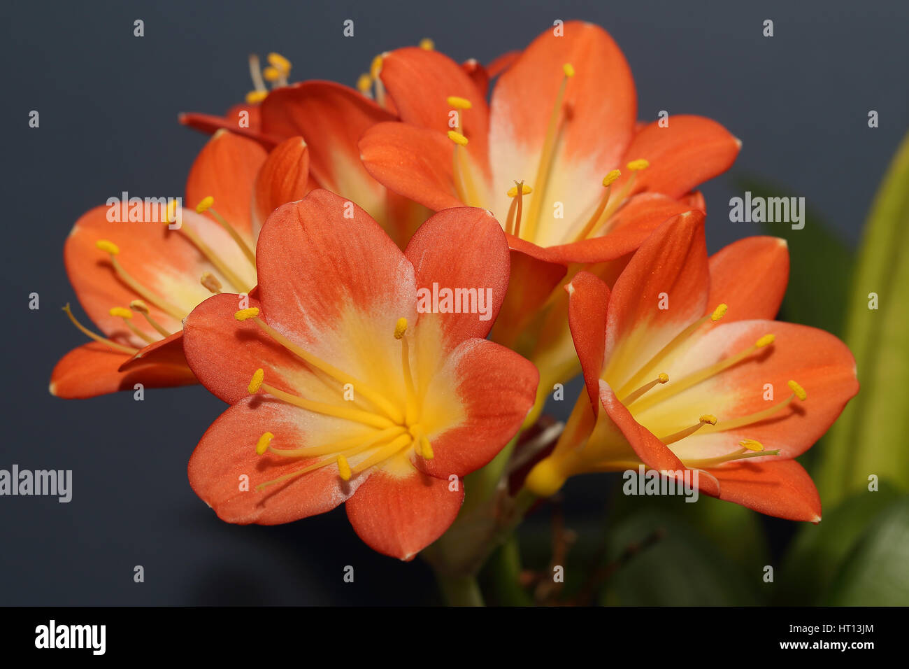 A flowering head of Clivia miniata (also known as Natal lily, bush lily