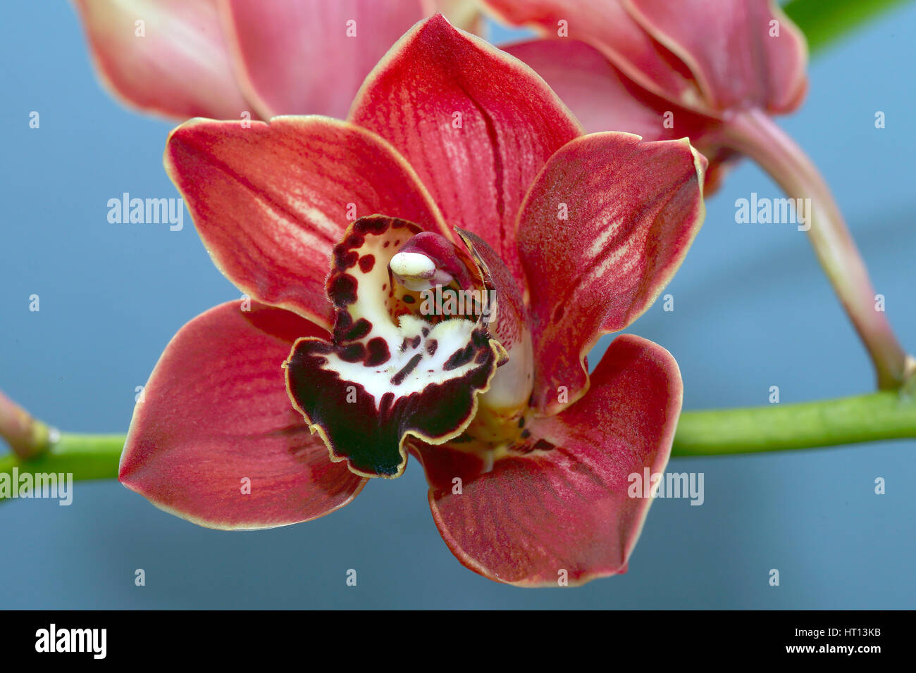 Cymbidium or Boat orchid flower, Cornwall, England, UK. Stock Photo