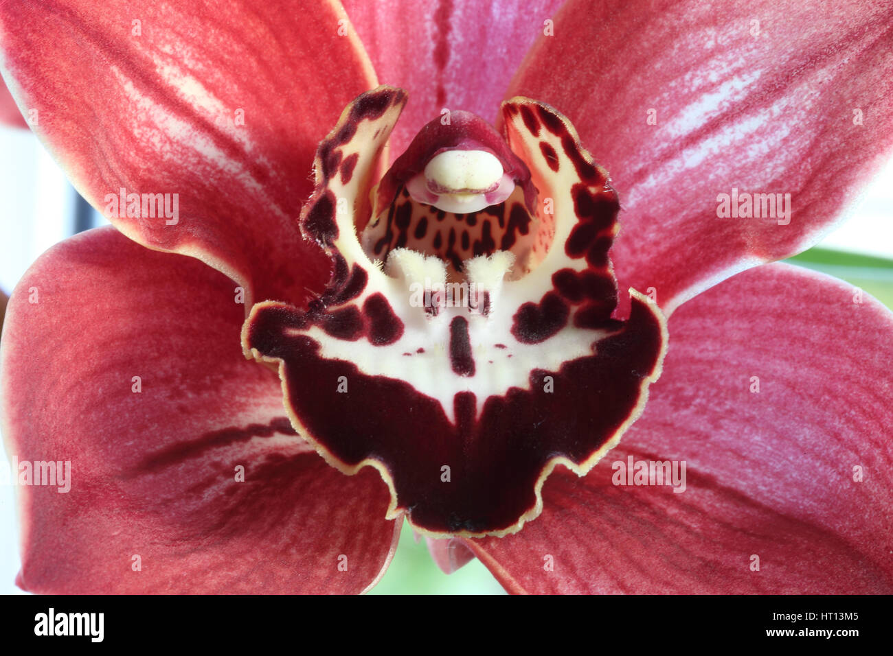 Close-up on a Cymbidium or Boat orchid flower, Cornwall, England, UK. Stock Photo