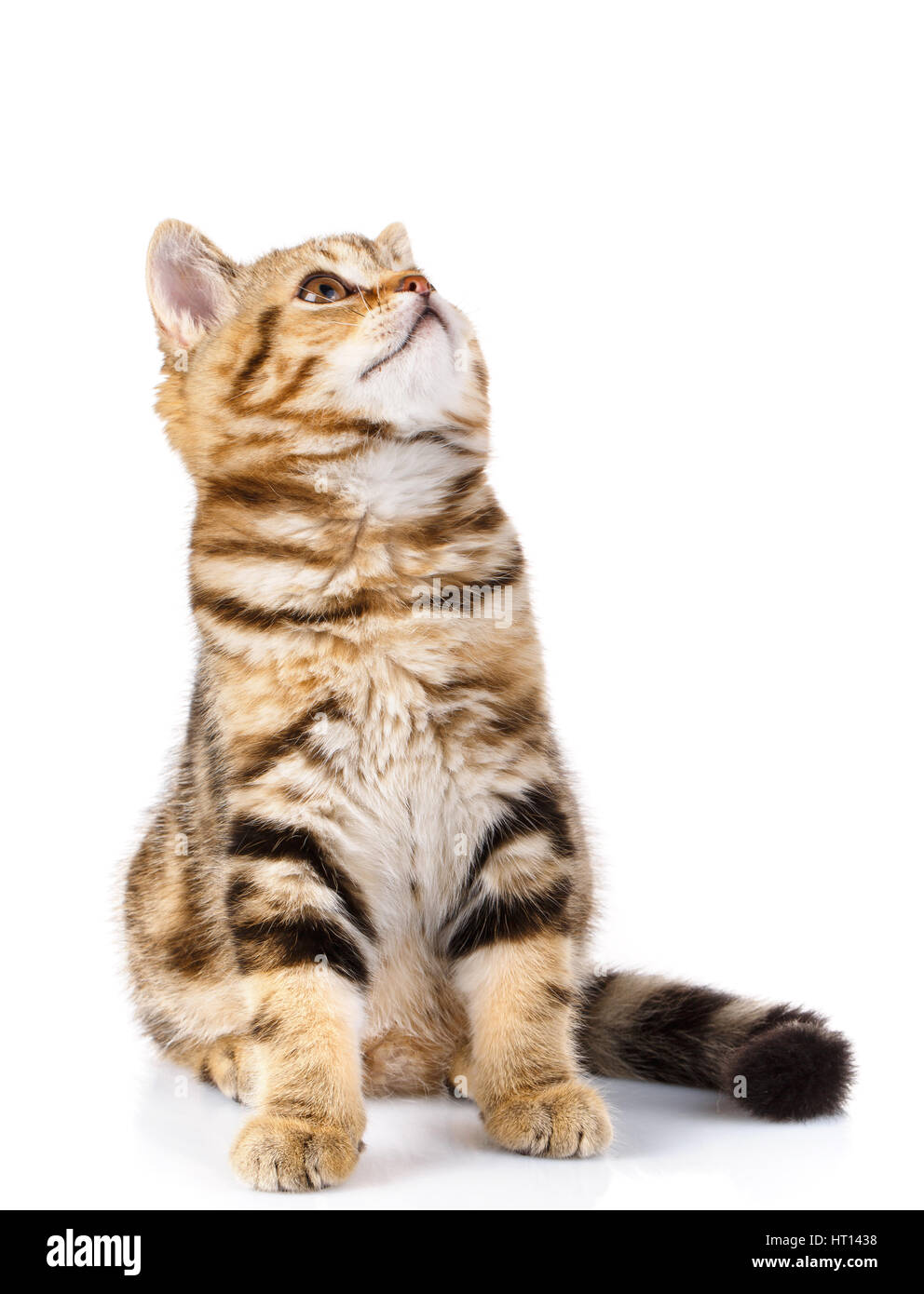 cute Scottish straight cat bicolor stripes siting on white background and looking up Stock Photo
