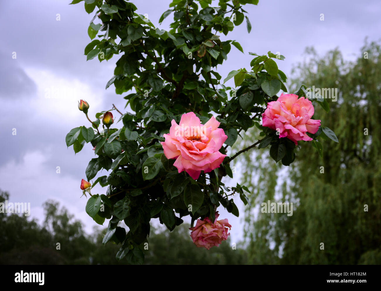 beautiful flowering shrub roses against the sky and weeping willow Stock Photo
