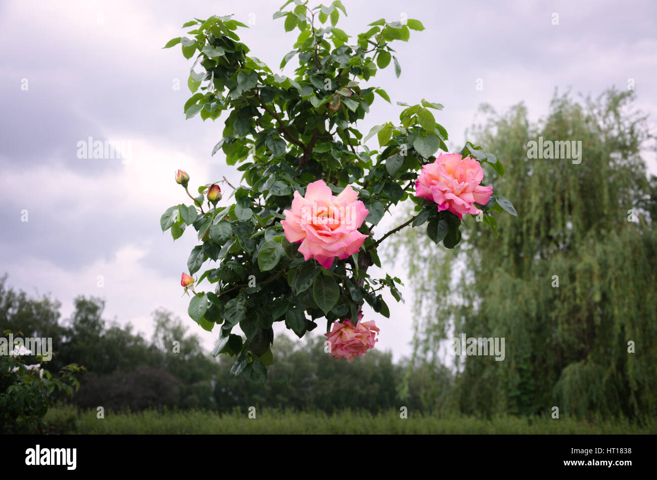 beautiful flowering shrub roses against the sky and weeping willow Stock Photo