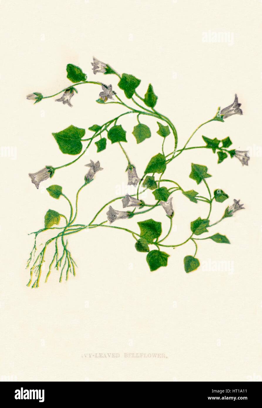 'Ivy-Leaved Bellflower', c1891, (1891). Artist: Anne Pratt. Stock Photo