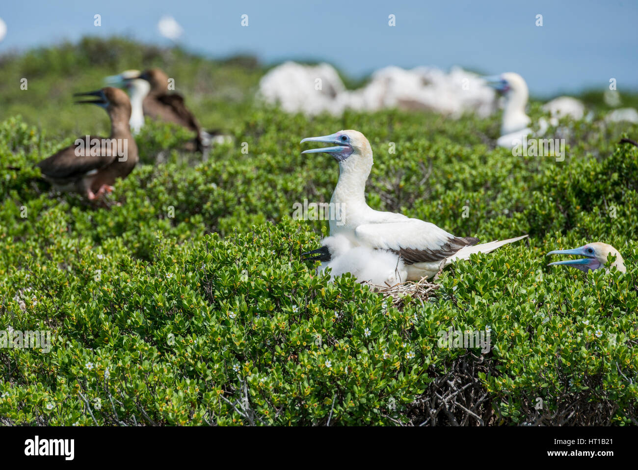 Seychelles, Aldabra, Cosmoledo Atoll. Red-footed booby (Wild: Sula sula) nesting colony, mother and chick. Brown boobies in the distance (Wild: Sula l Stock Photo