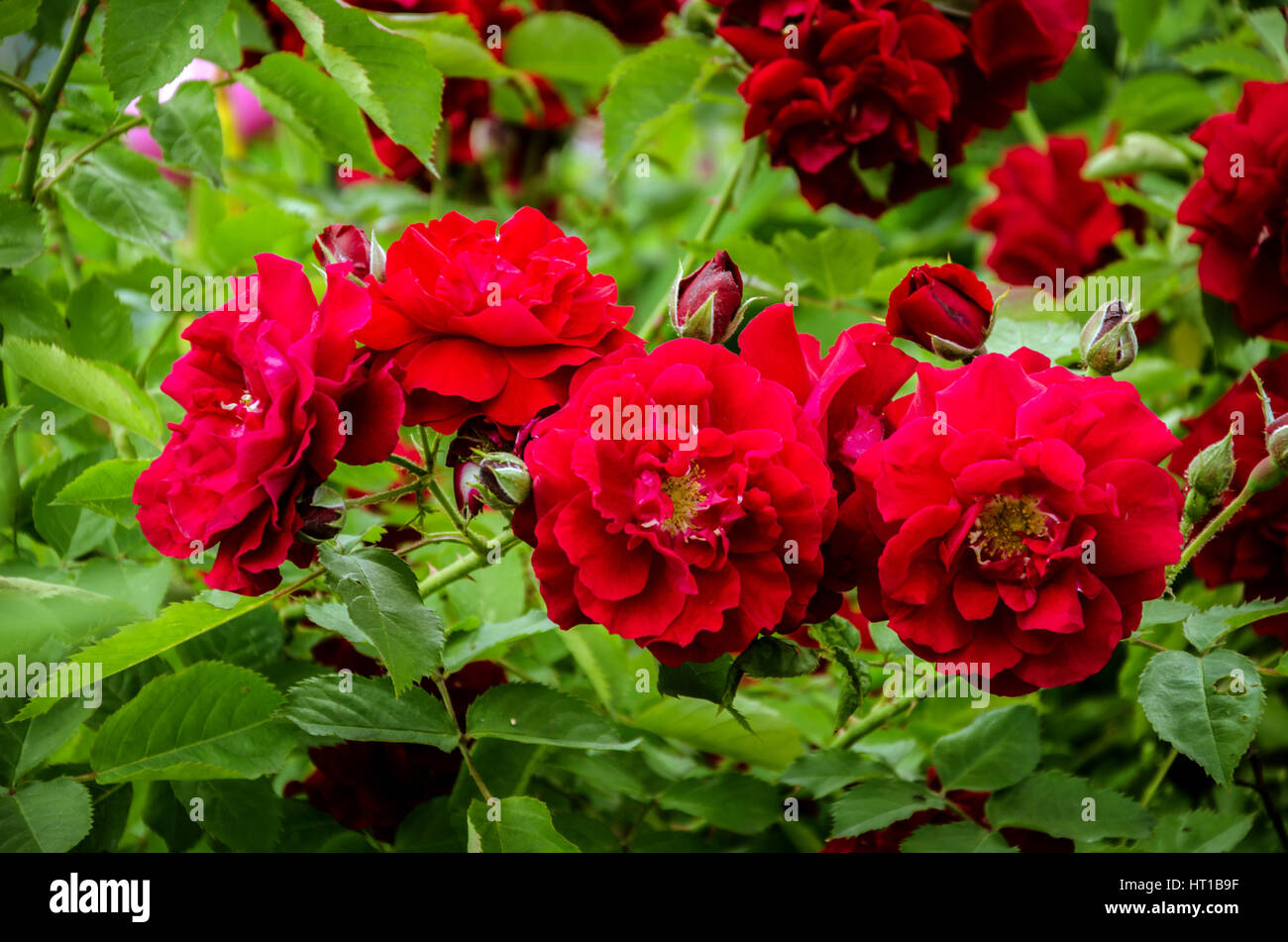beautiful rose bush unusual spots with red flowers and green leaves Stock Photo