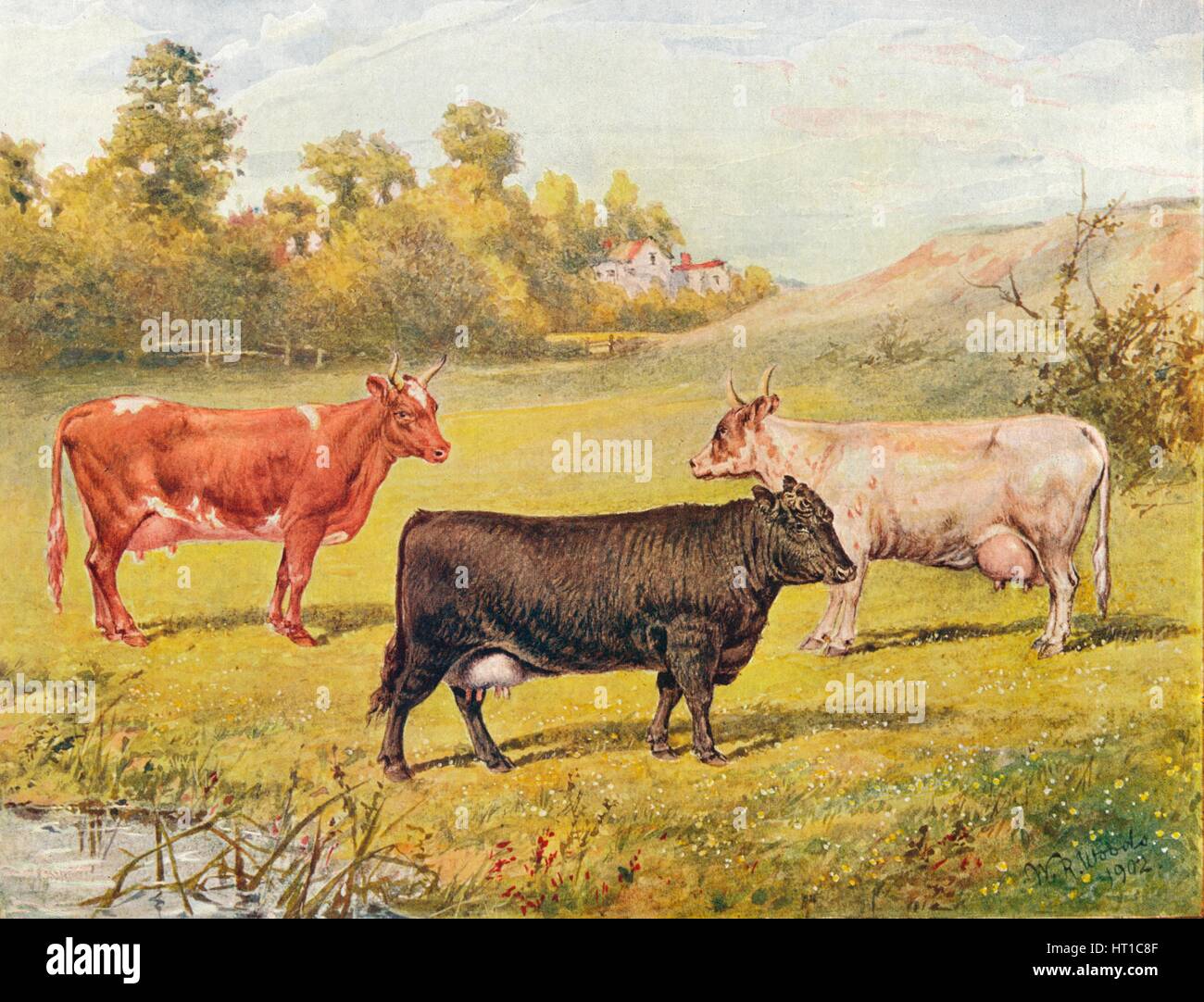 Polled Aberdeen and Ayrshire cows, 1902 (1910). Artist: WR Woods. Stock Photo