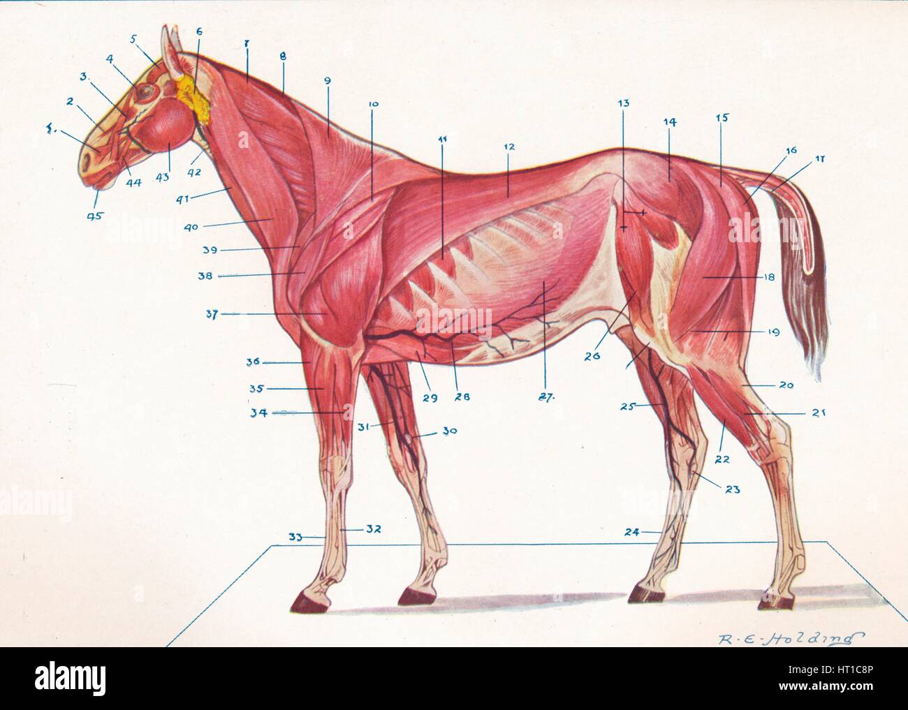 Superficial muscles, tendons, etc of a horse, c1907 (c1910). Artist: RE Holding. Stock Photo