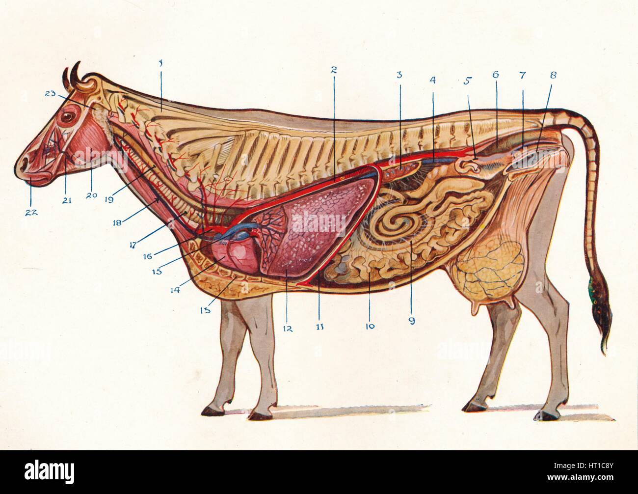 Median section of a cow, showing organs of circulation and Stock Photo