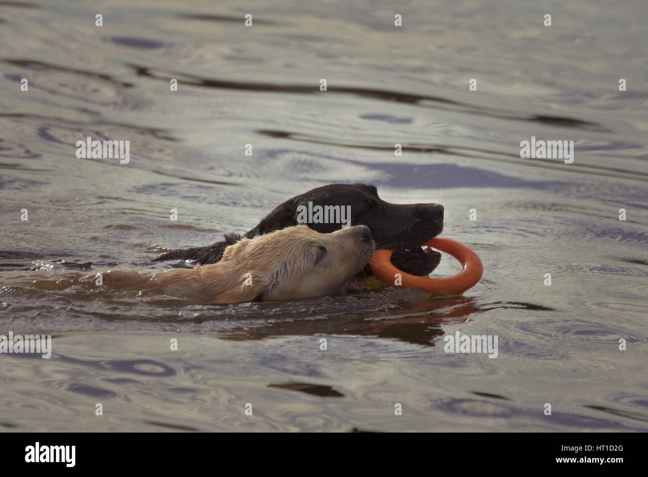 A puppy bites a toy as another dog is swimming through the water with