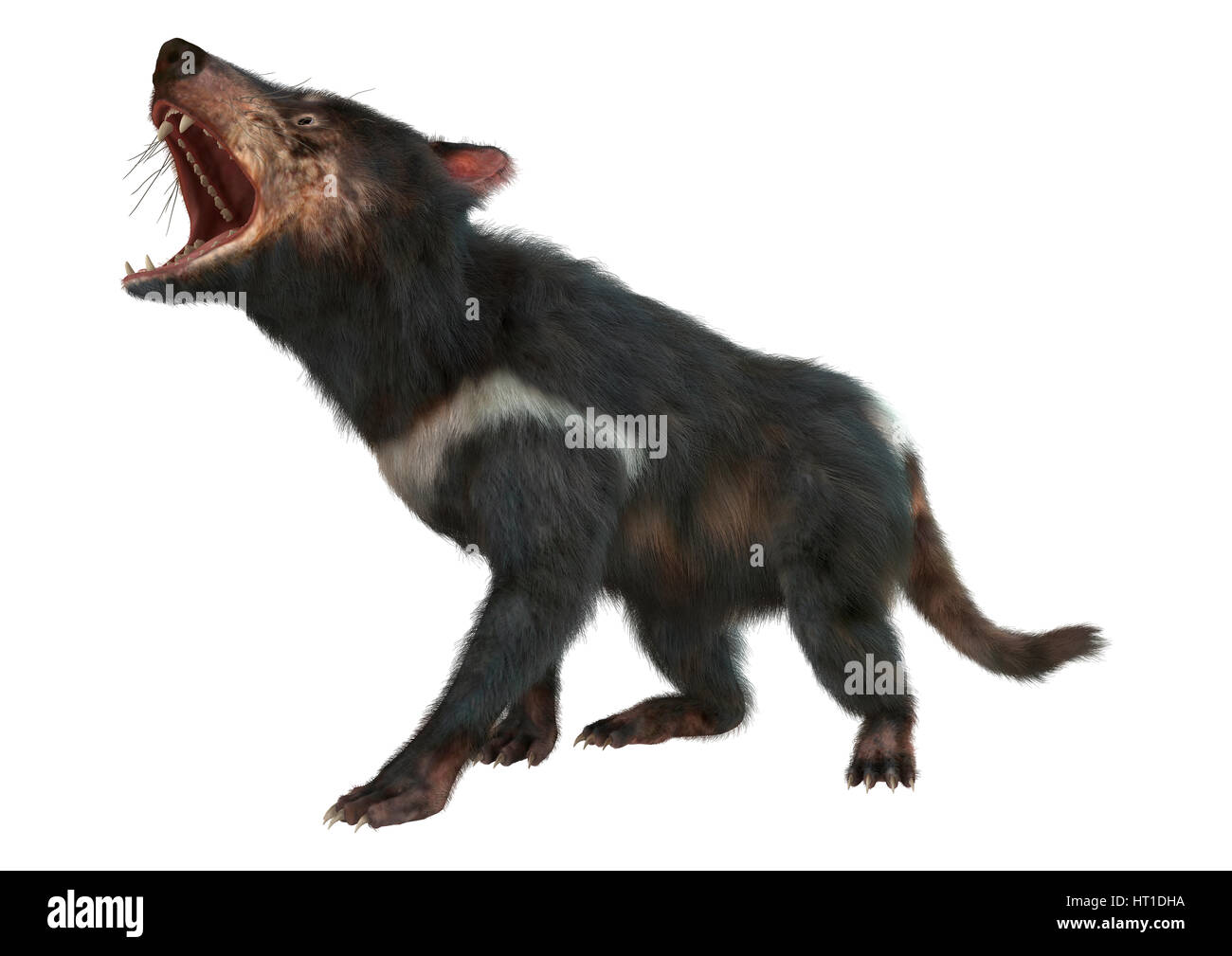 3D rendering of a tasmanian devil isolated on white background Stock ...