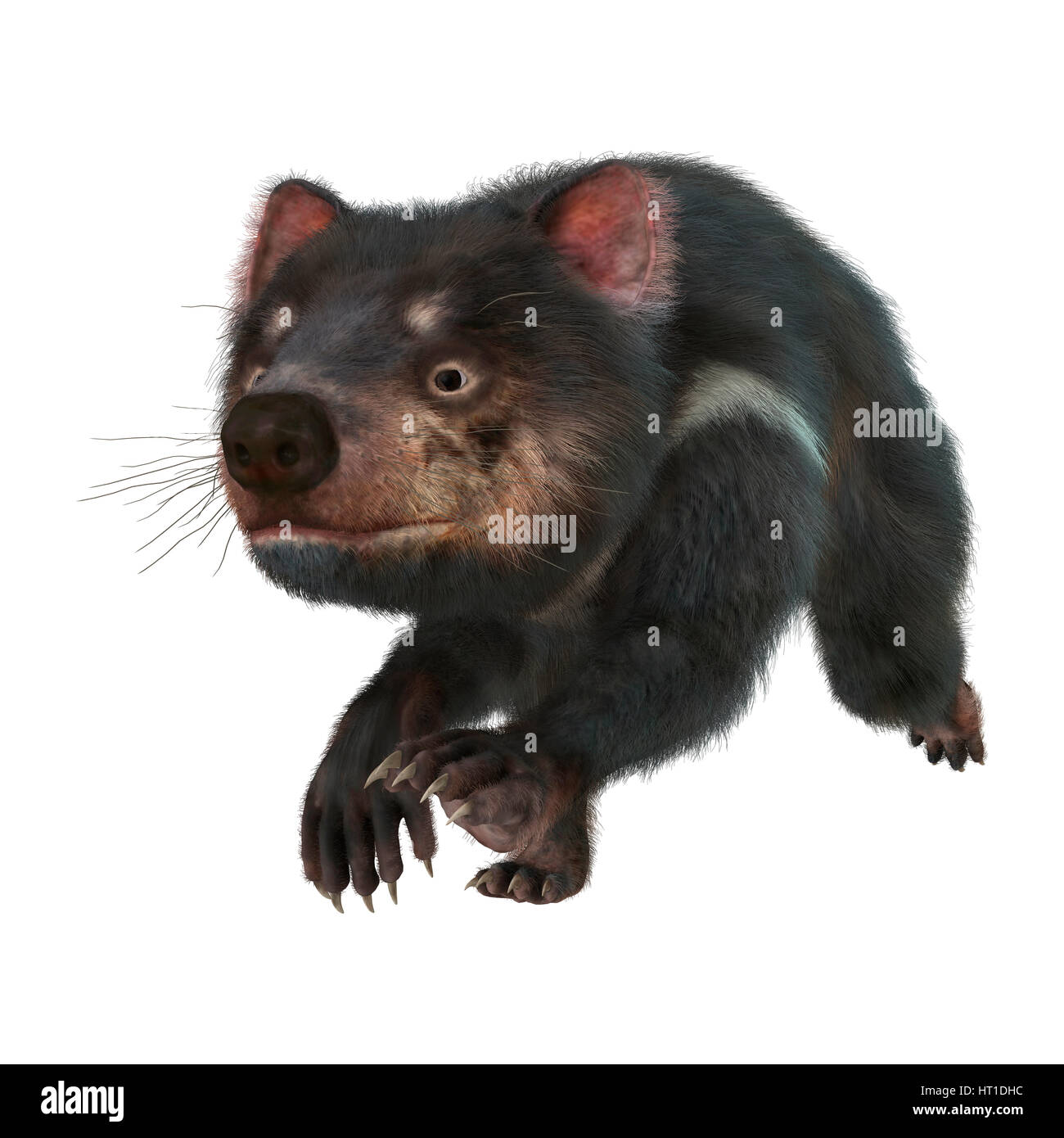 3D rendering of a tasmanian devil isolated on white background Stock ...