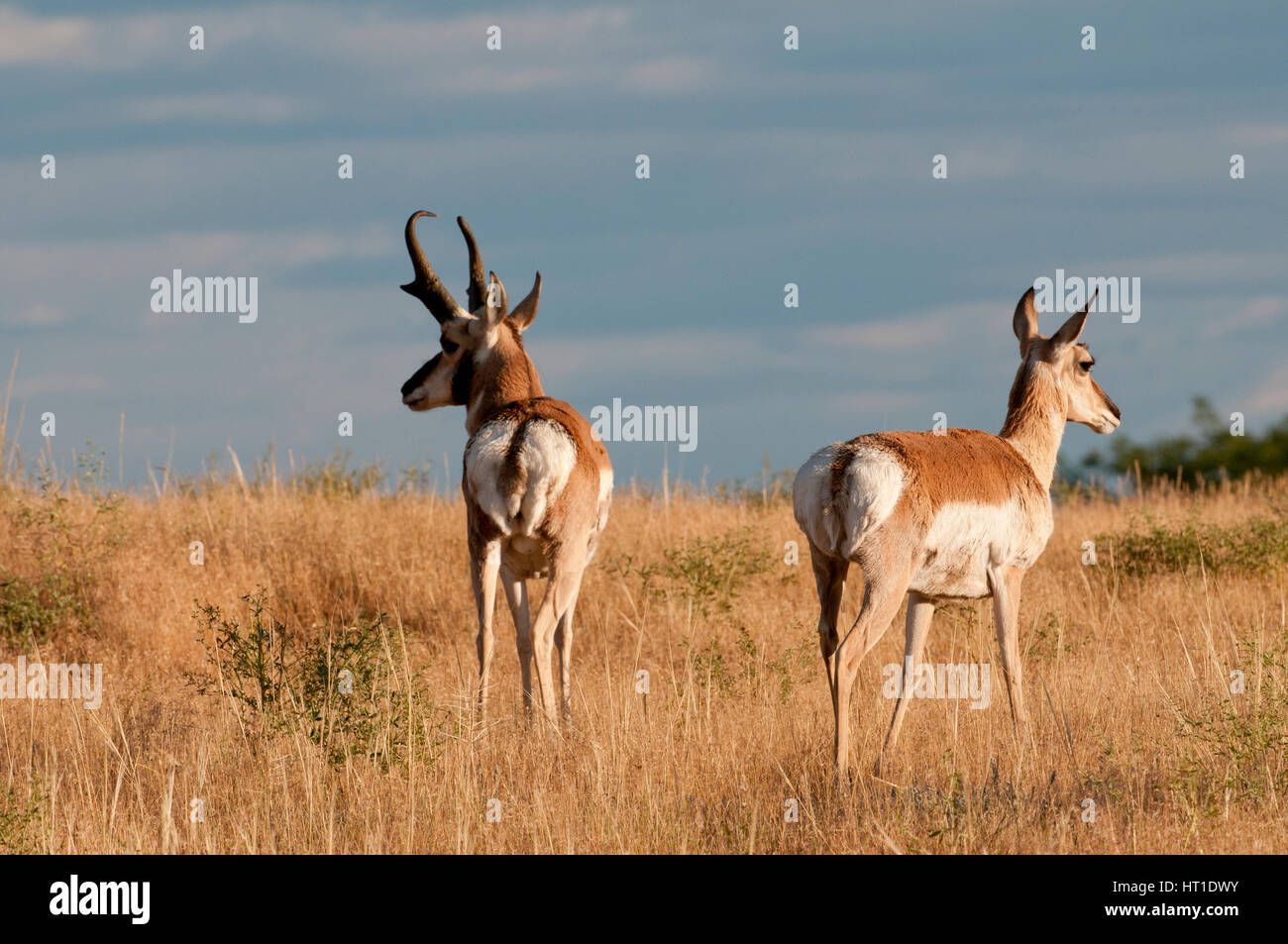 Pronghorn buck and doe (Antilocapra americana) near Billings, Montana Stock Photo