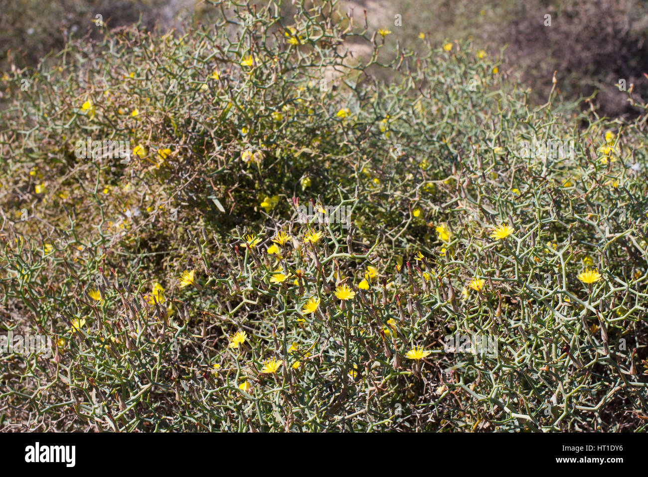 Arid territory of Lobos island, Canary, Spain. Launaea arborescens plant Stock Photo