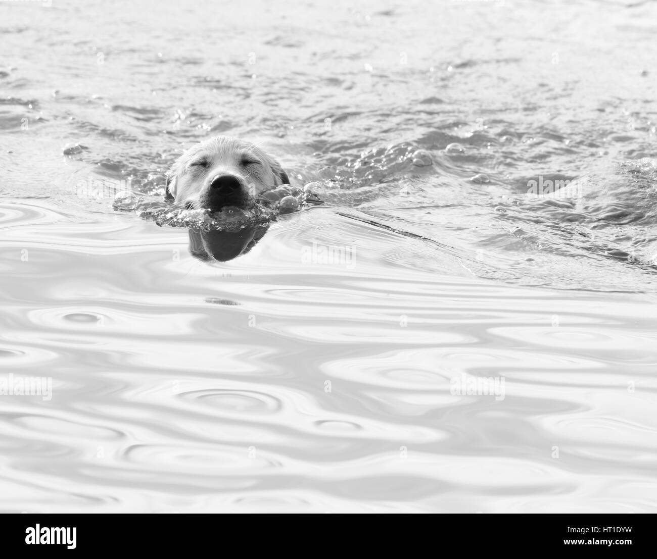 Close up of a labrador retriever puppy swimming through water with it's eyes closed, in black and white and high key. Stock Photo