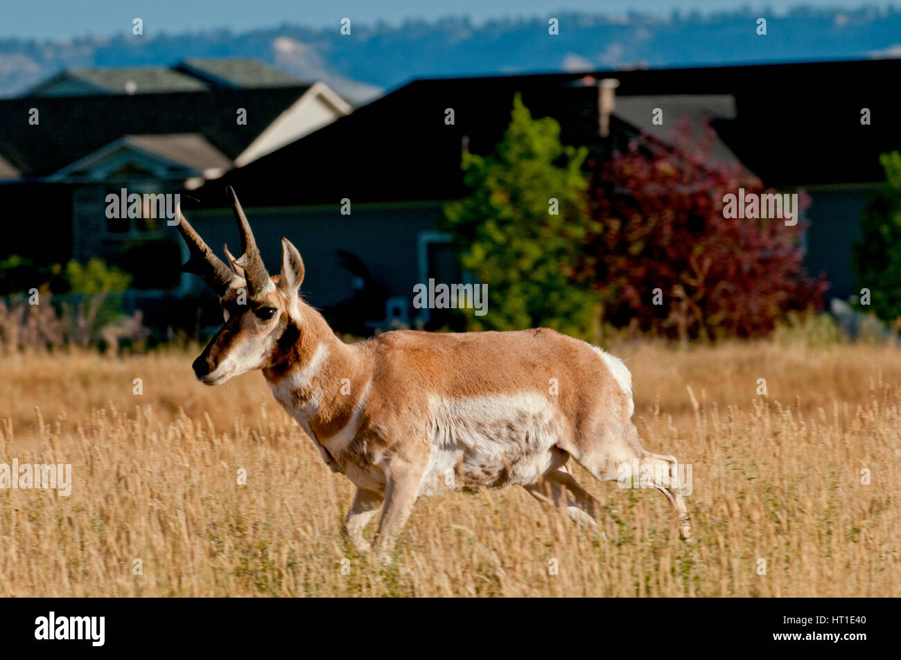 Pronghorn in subdivision in Billings Montana Stock Photo