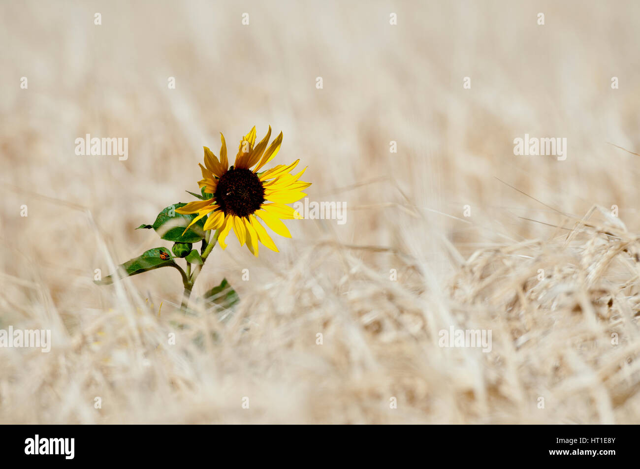 Common sunflower (Helianthus annuus) in wheat field in southcentral Montana Stock Photo