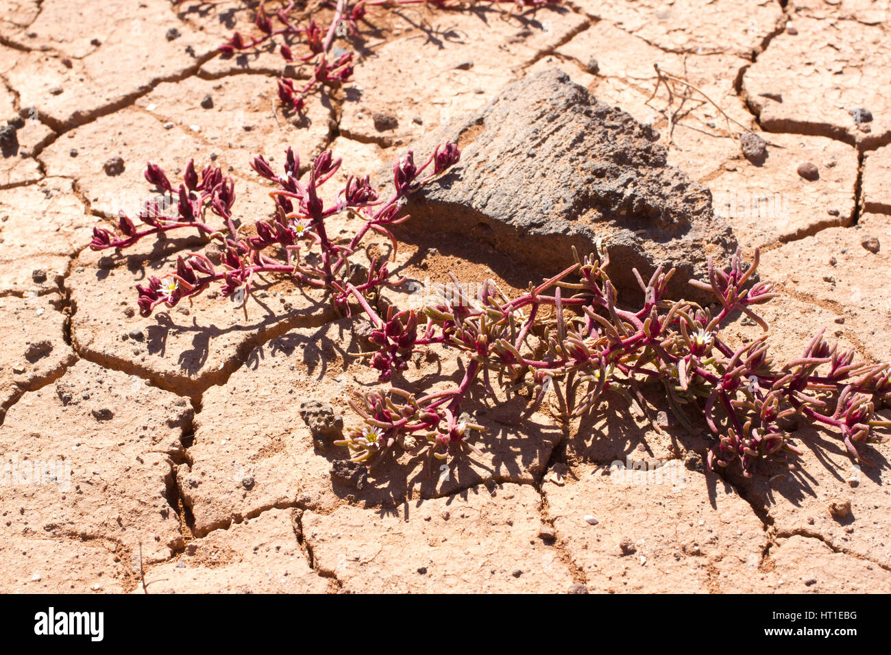 Beautiful cracked soil with pink plant. Dry desert. Mesembryanthemum nodiflorum Stock Photo
