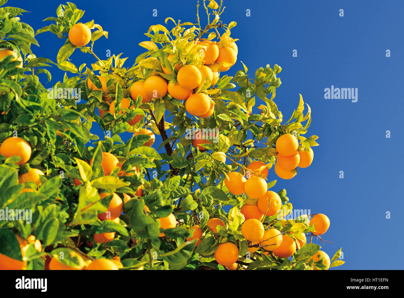 Orange tree with many fruits Stock Photo