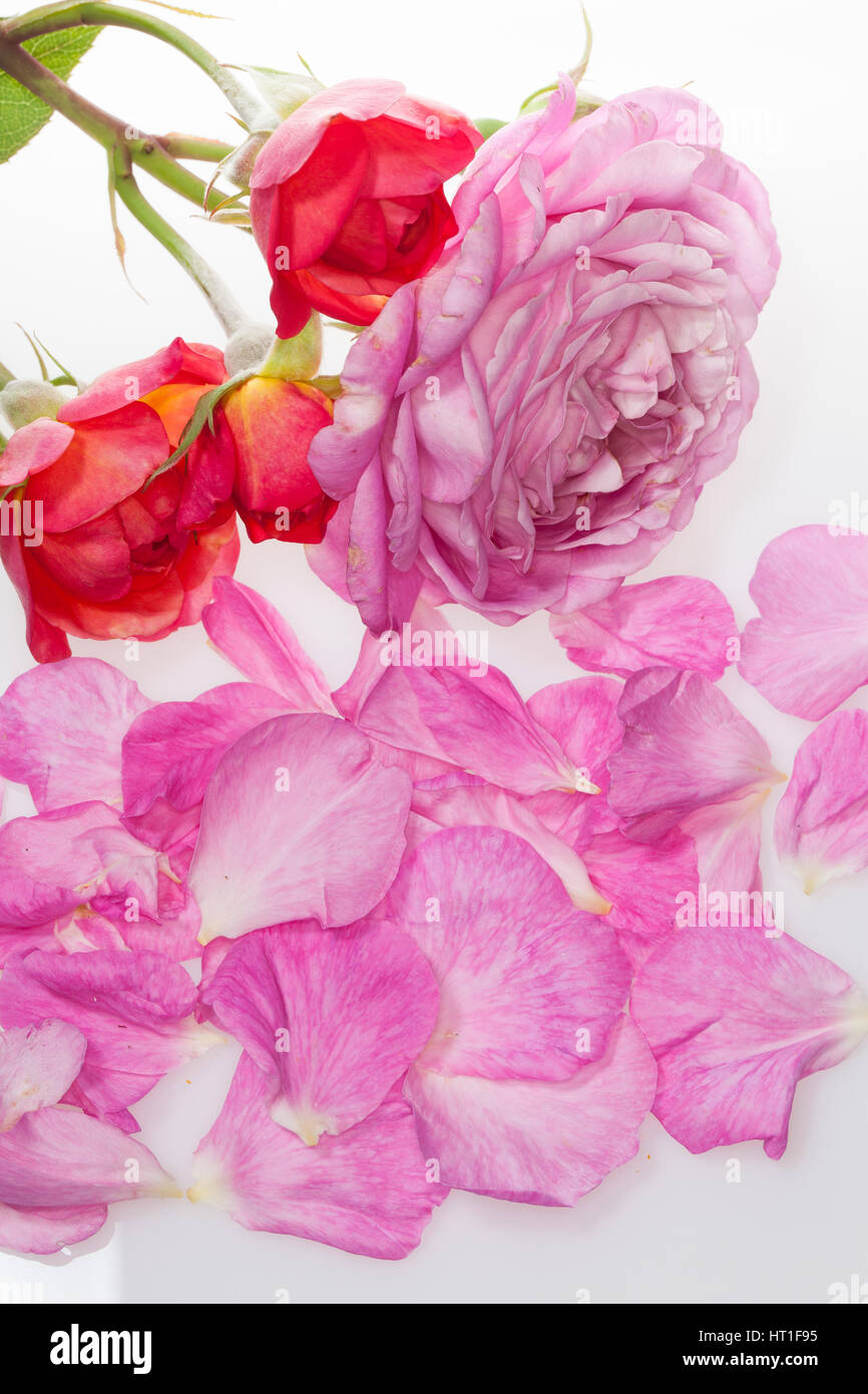 Rose, Rosen-Blüten, Rosen-Blütenblätter, Blütenblätter, Blütenblatt, Garten-Rose, Gartenrose, Kulturrose, Kultur-Rose, Rosa spec., Rose Stock Photo