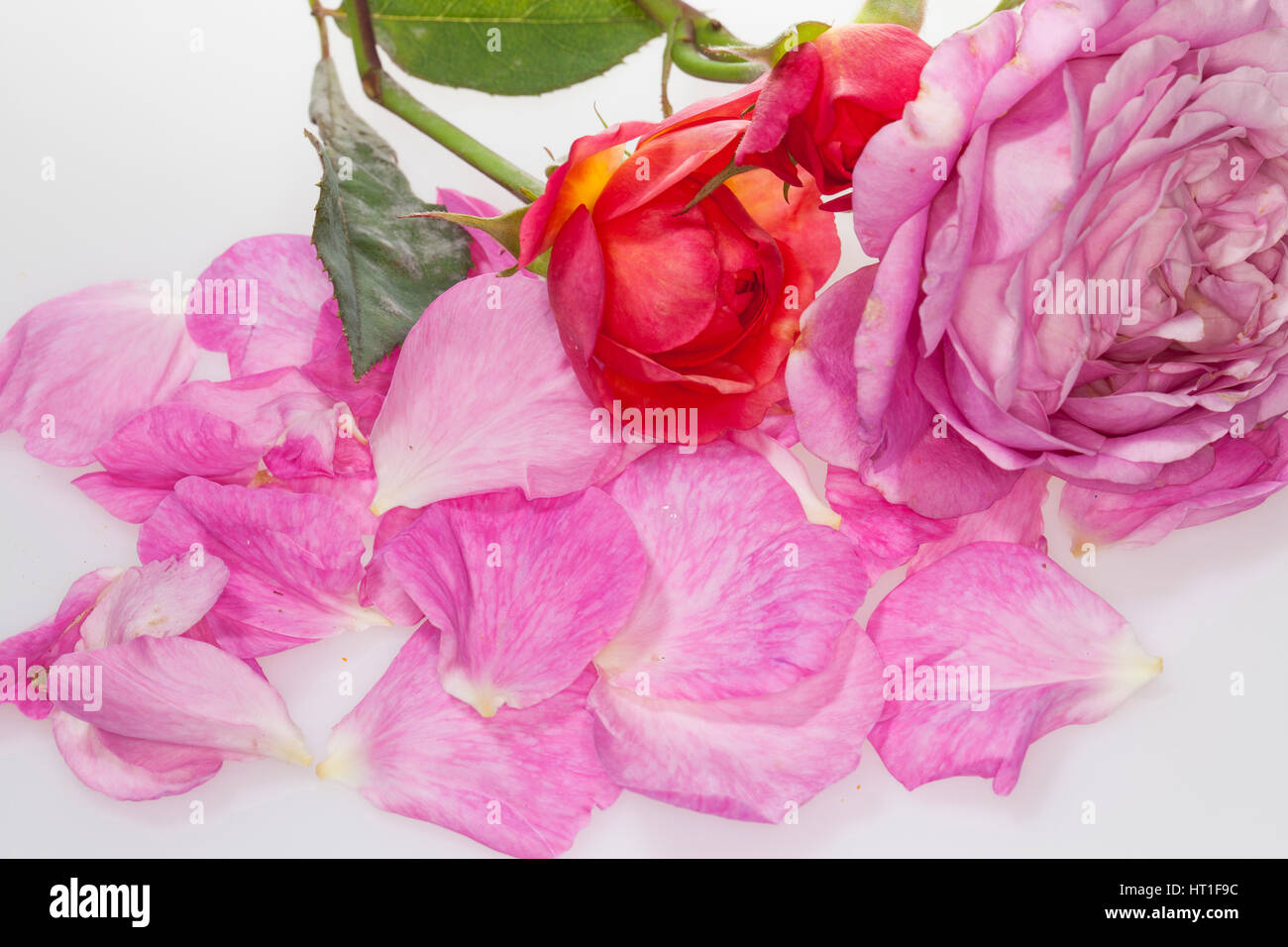 Rose, Rosen-Blüten, Rosen-Blütenblätter, Blütenblätter, Blütenblatt, Garten-Rose, Gartenrose, Kulturrose, Kultur-Rose, Rosa spec., Rose Stock Photo