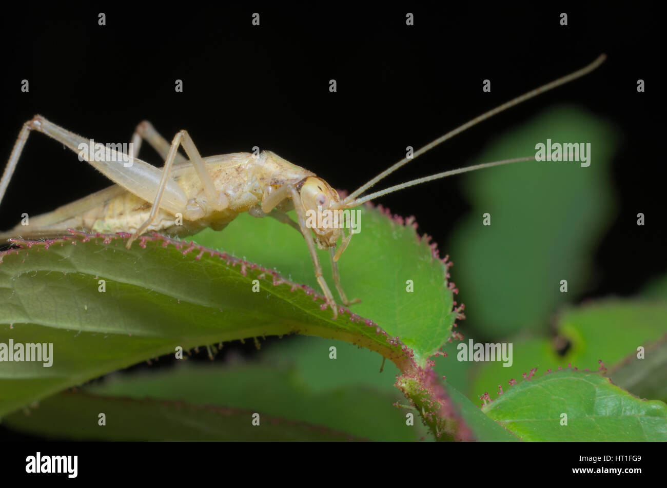 Italian tree cricket (Oecanthus pellucens) Stock Photo