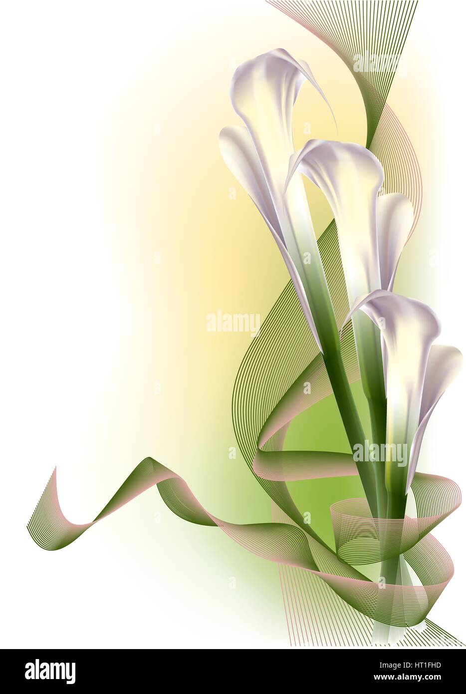 Beautiful calla lilies Stock Vector Image & Art - Alamy