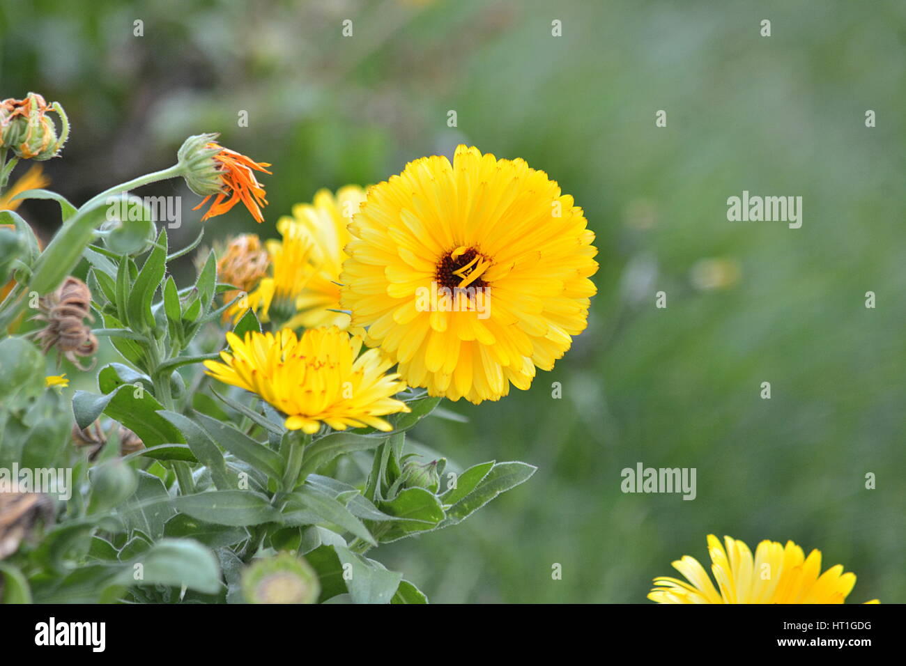 Chrysanthème jaune . Stock Photo