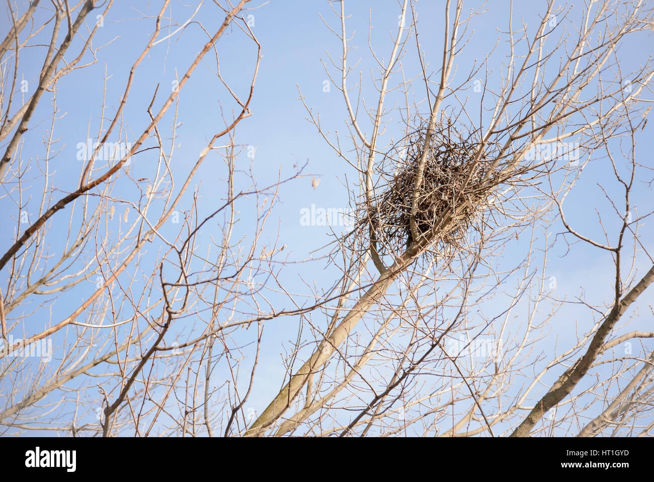 A crow nest in a winter tree against blue and clear sky Stock Photo