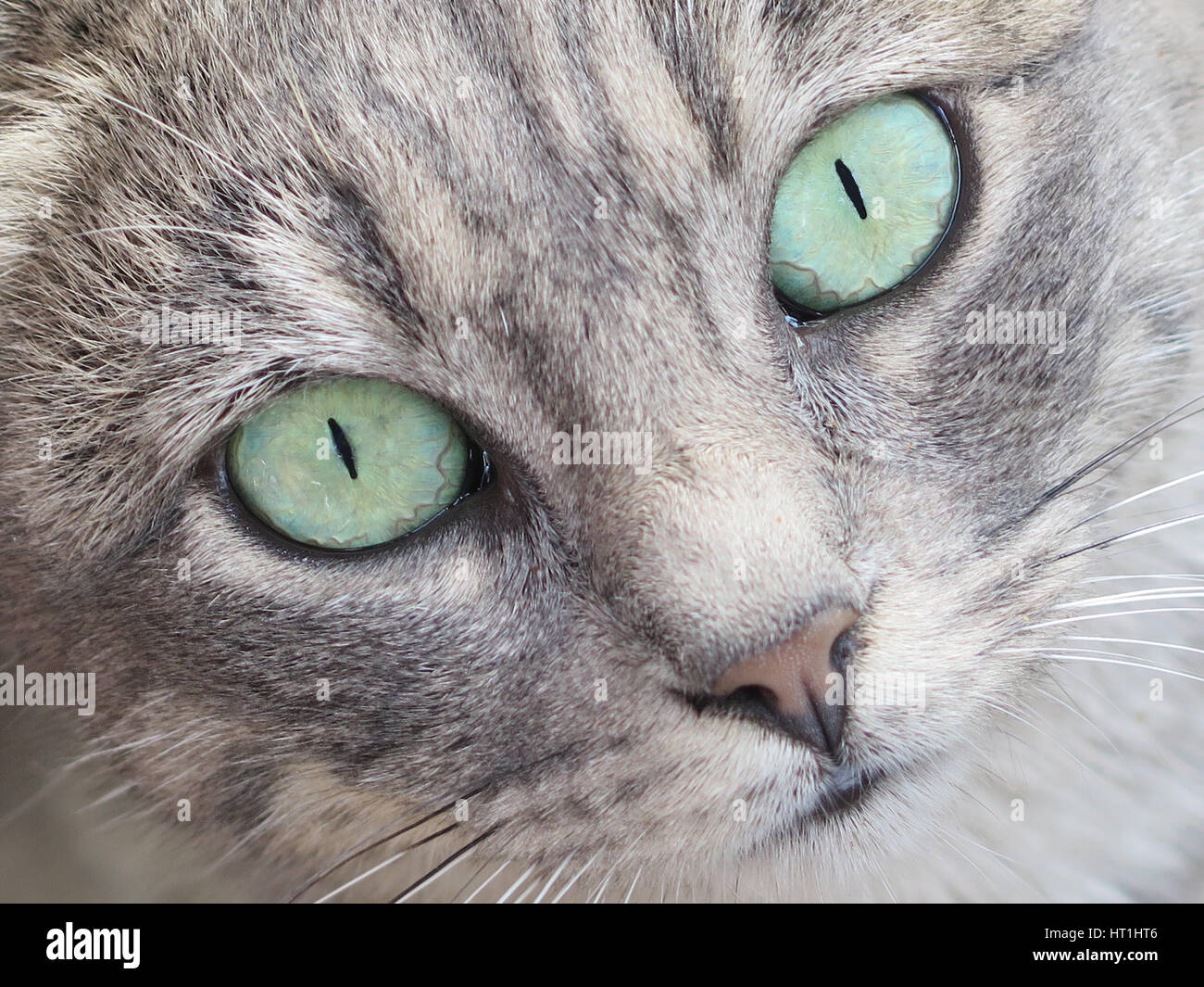 Close up of a tabby cat looking straight into the camera with beautiful green eyes Stock Photo