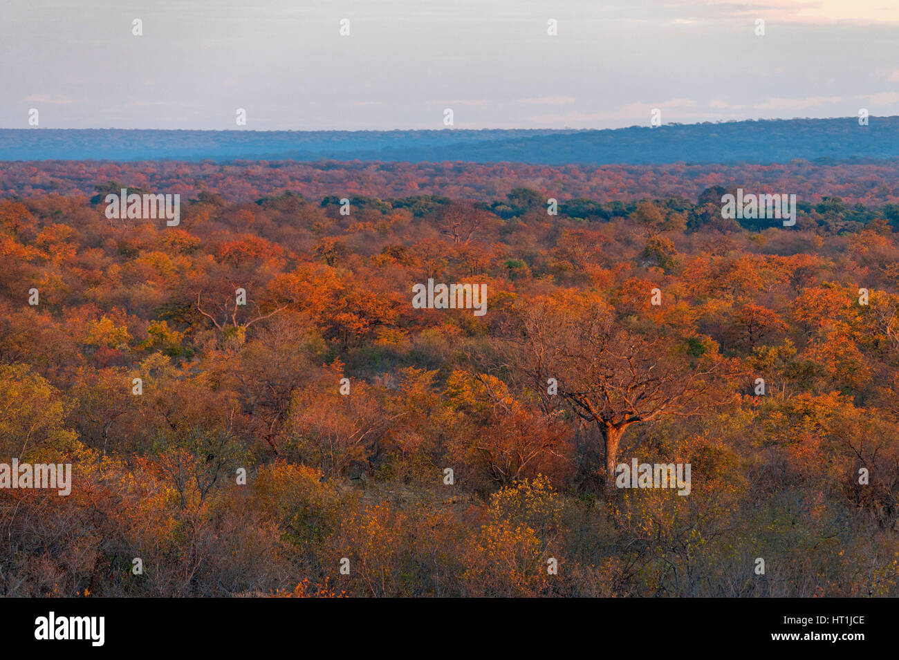 A beautiful Mopane woodland landscape seen in Zimbabwe's Zambezi National Park Stock Photo