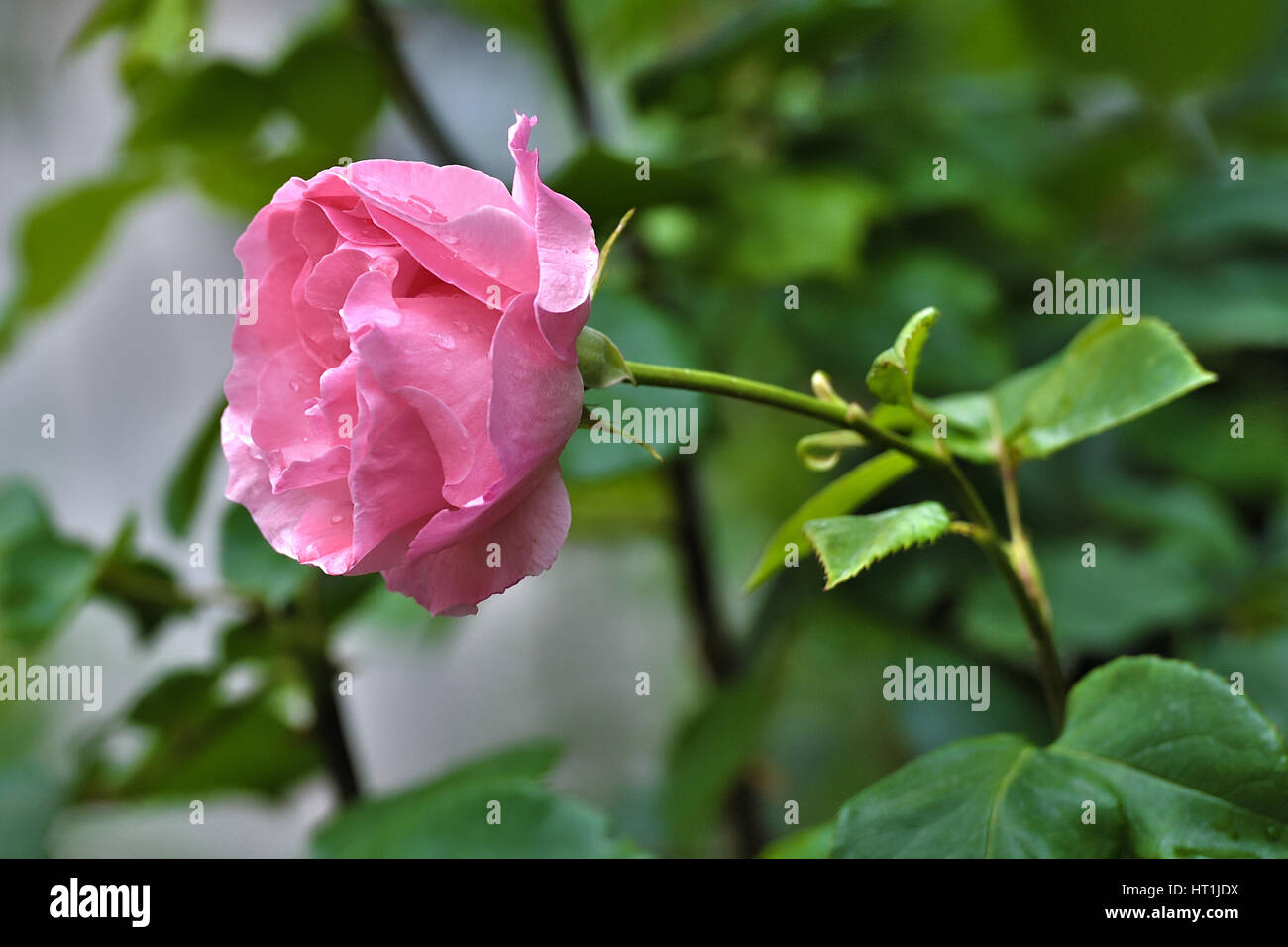 Beautiful Pink Rose Flowers in garden Stock Photo - Alamy