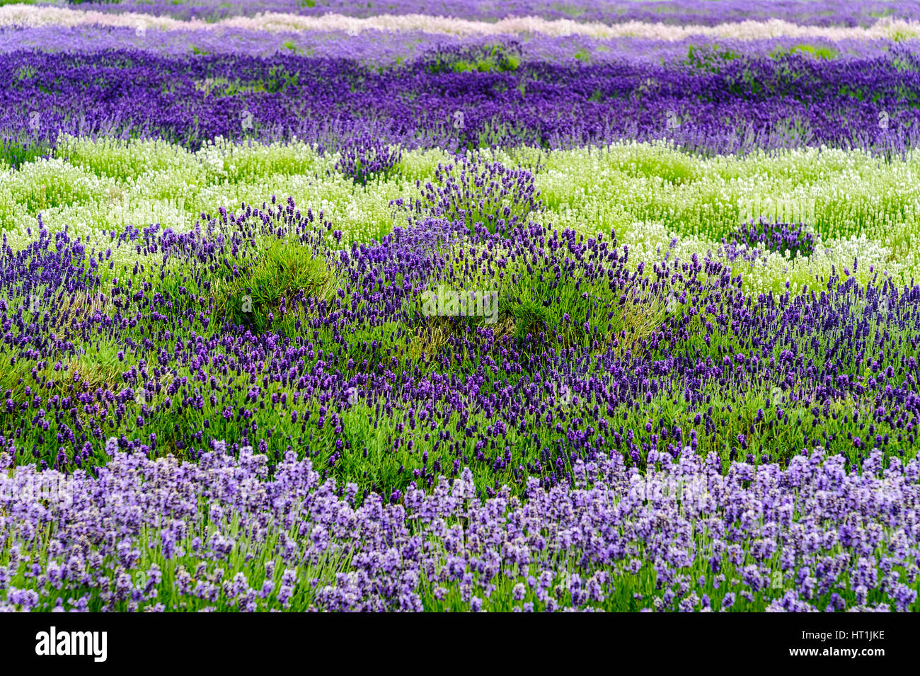 Lavender growing in the English cotswolds Stock Photo